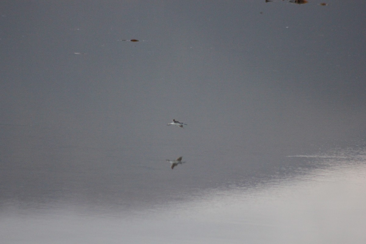 Common Greenshank - ML248351801