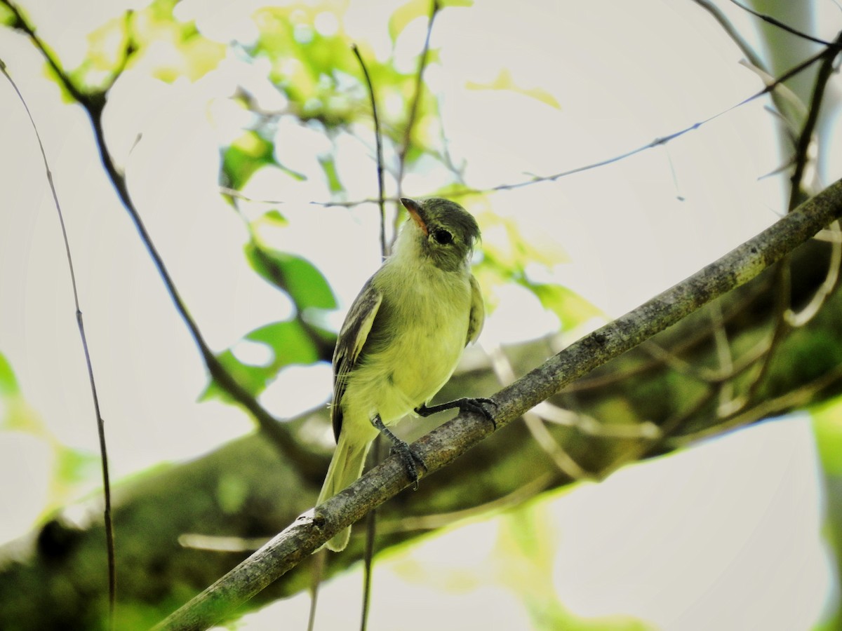 Northern Beardless-Tyrannulet - ML248352501