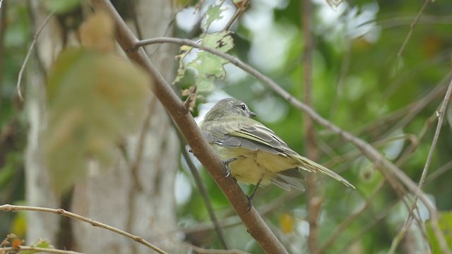 Greenish Elaenia - ML248353291