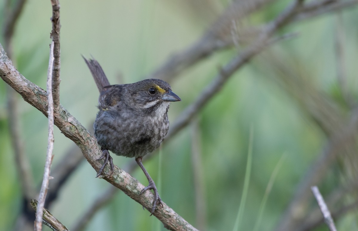 Seaside Sparrow - ML248354241