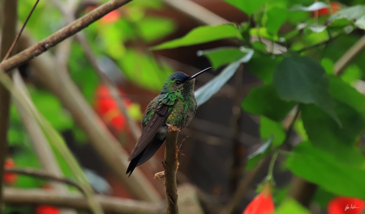 kolibřík fialovotemenný - ML248354921