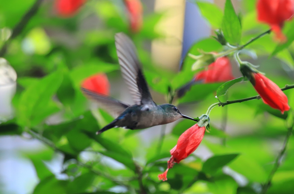 kolibřík fialovotemenný - ML248354961