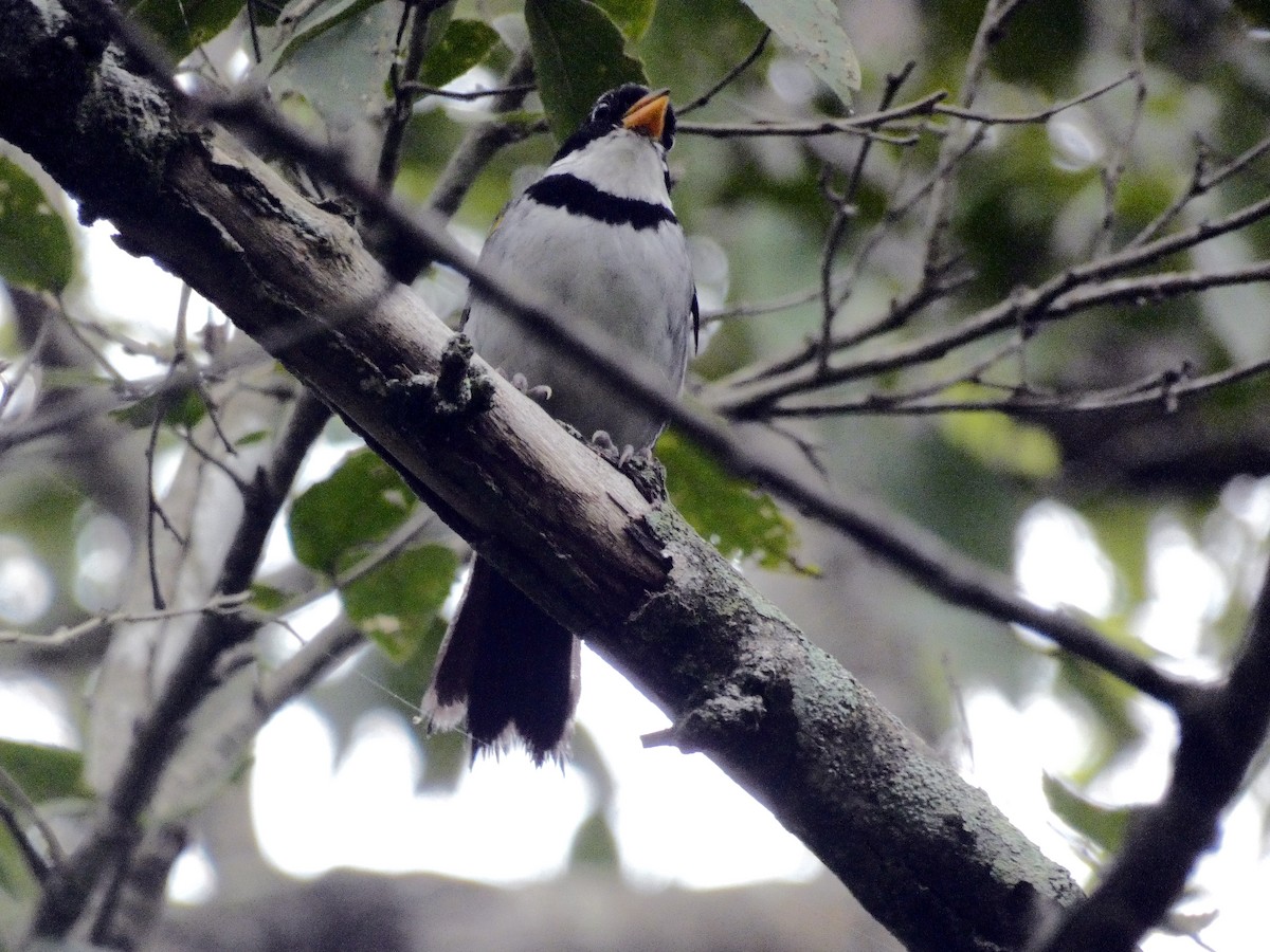 Saffron-billed Sparrow - ML248355541