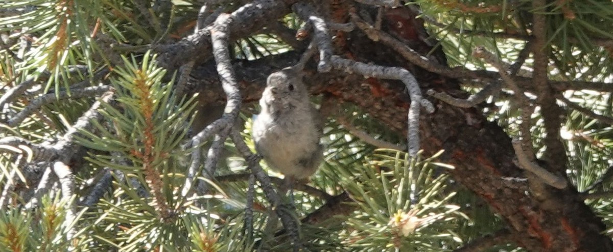 Oak Titmouse - Brad Rumble