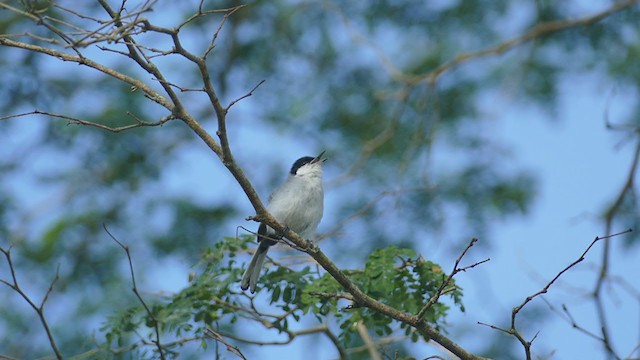 カオジロブユムシクイ - ML248356261