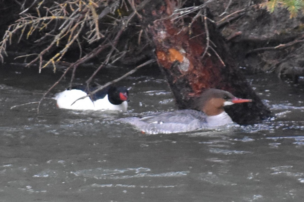 Common Merganser - ML248358821