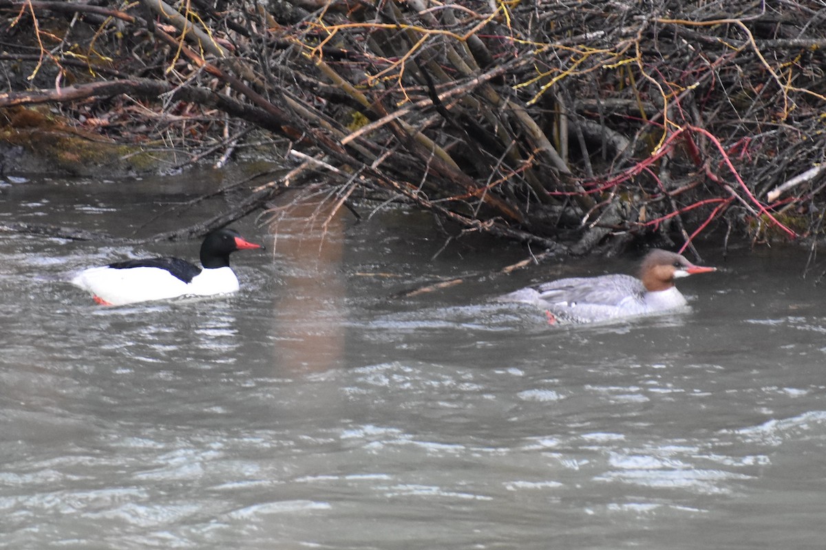 Common Merganser - ML248358851