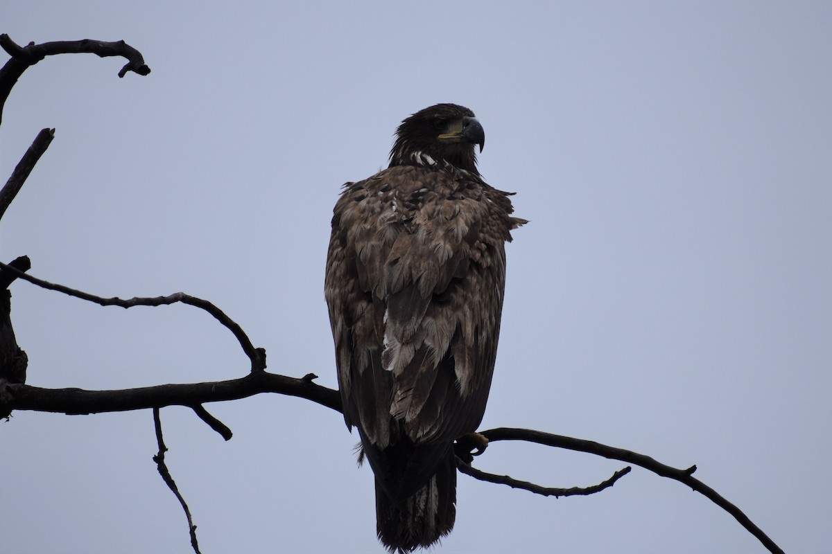Bald Eagle - ML248358931