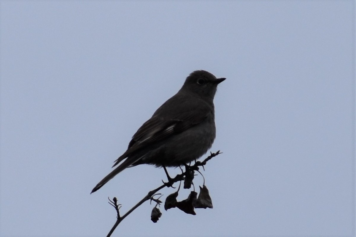 Townsend's Solitaire - ML248358981