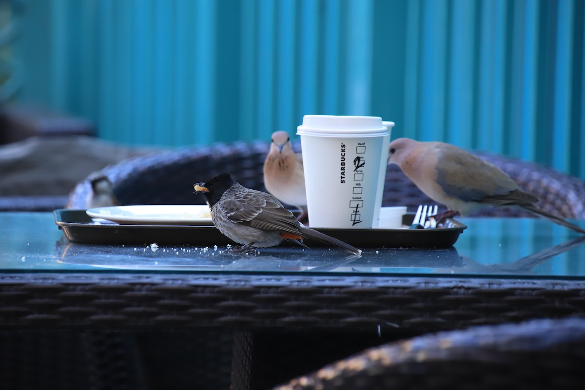 Red-vented Bulbul - ML248359591