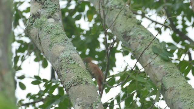 Streak-headed Woodcreeper - ML248359631