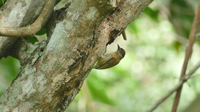 Olivaceous Piculet - ML248360491