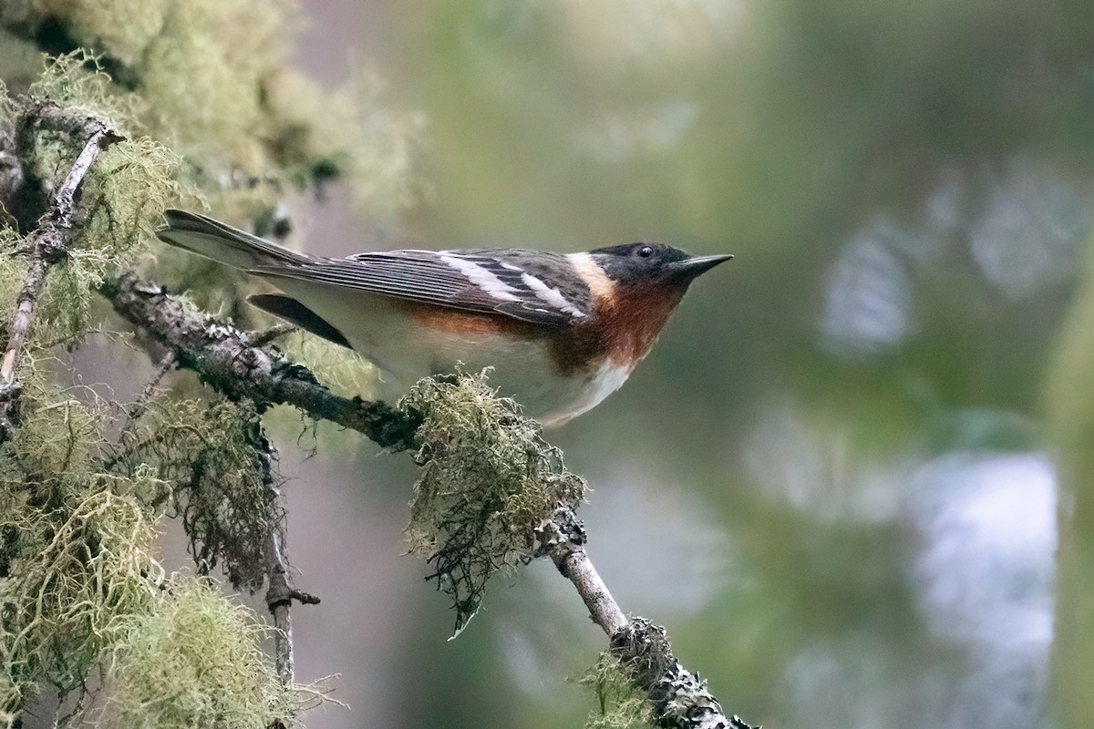 Bay-breasted Warbler - ML248361191