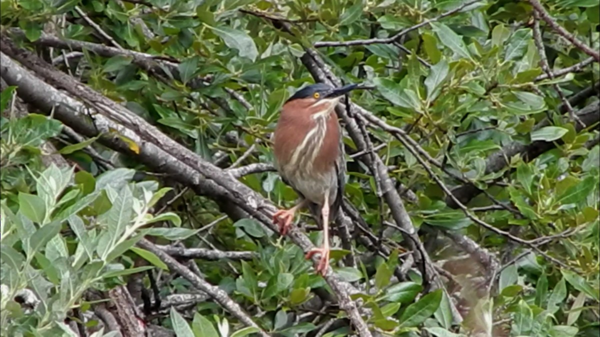 Green Heron - ML248363421