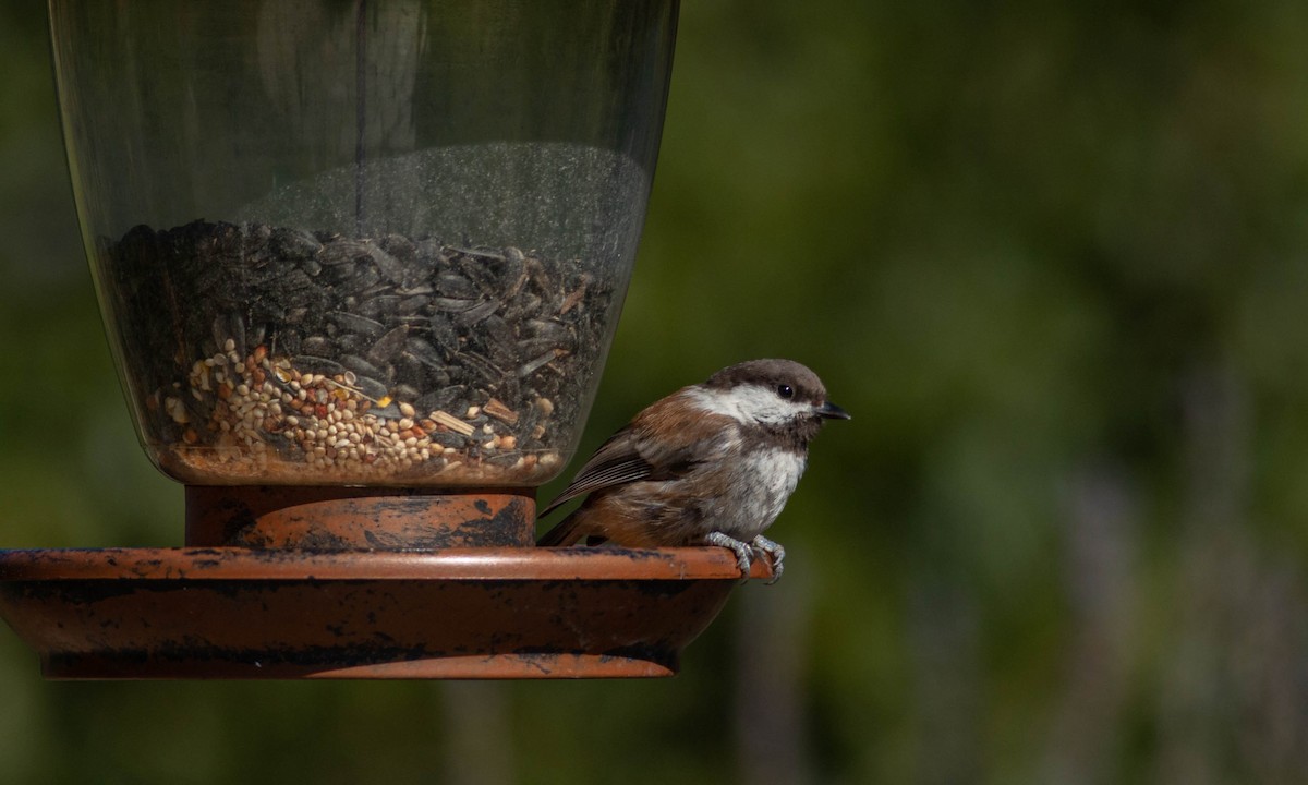 Chestnut-backed Chickadee - Paul Fenwick