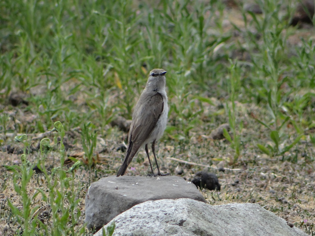 White-browed Ground-Tyrant - José Tomás Urrea Requena