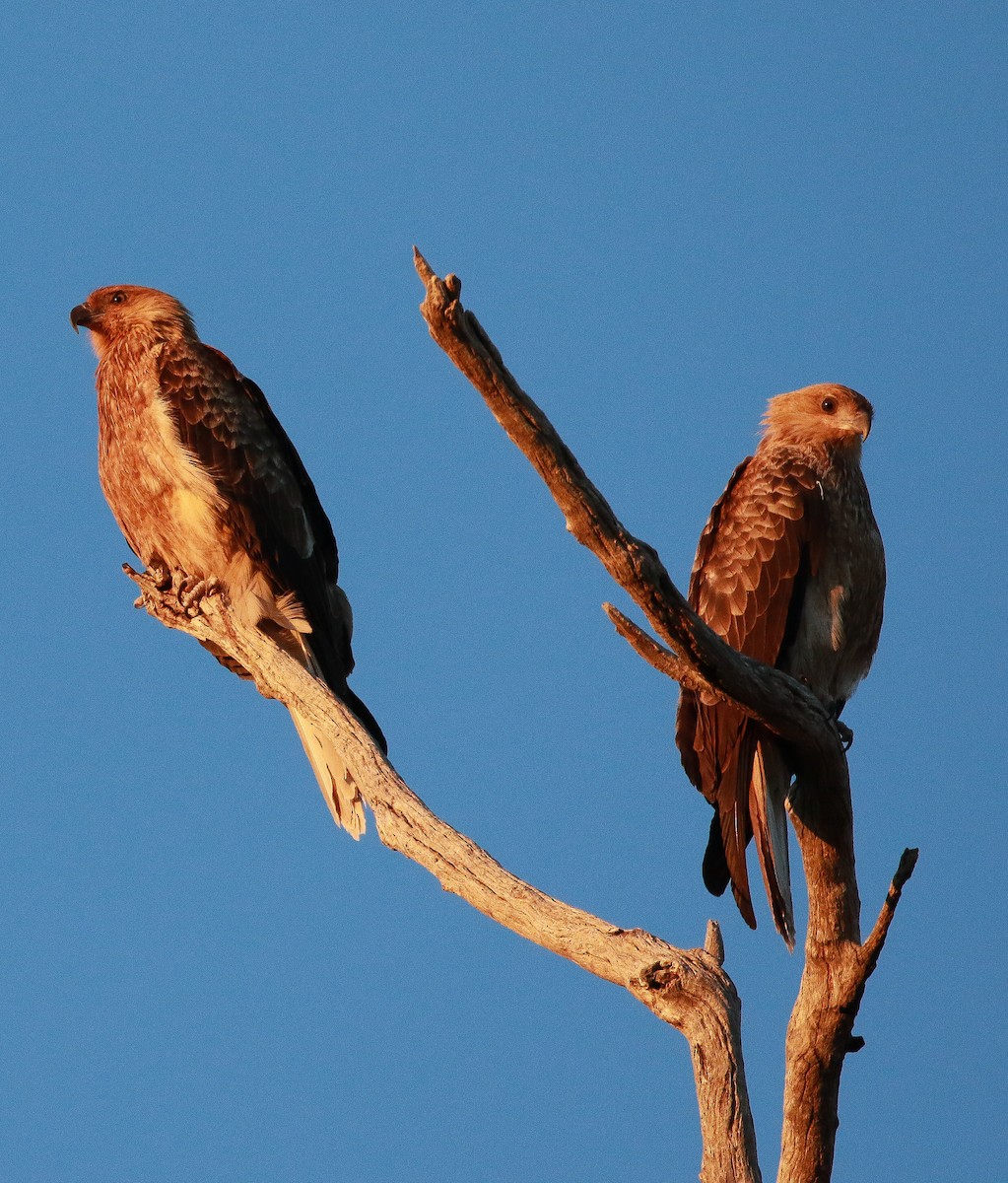 Whistling Kite - ML248366731