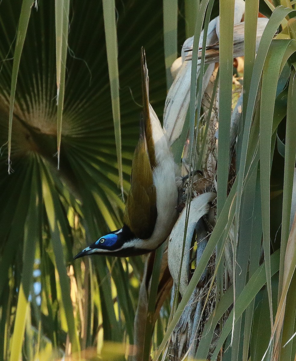 Blue-faced Honeyeater - ML248366761