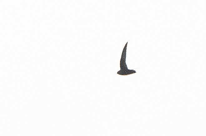 Black Swift - ML248367731