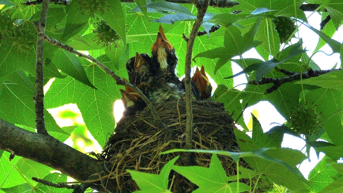 American Robin - ML248368411