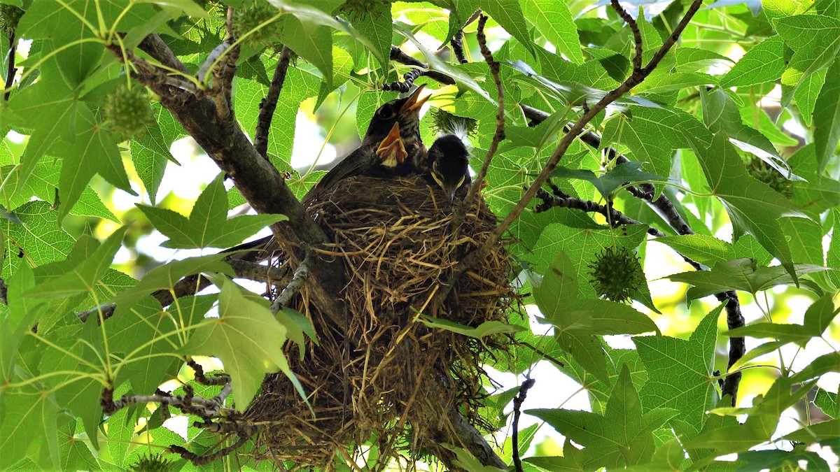 American Robin - ML248368441