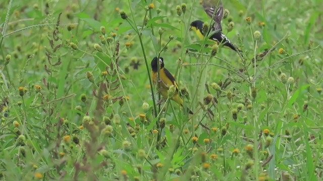 Black-headed Siskin - ML248368851