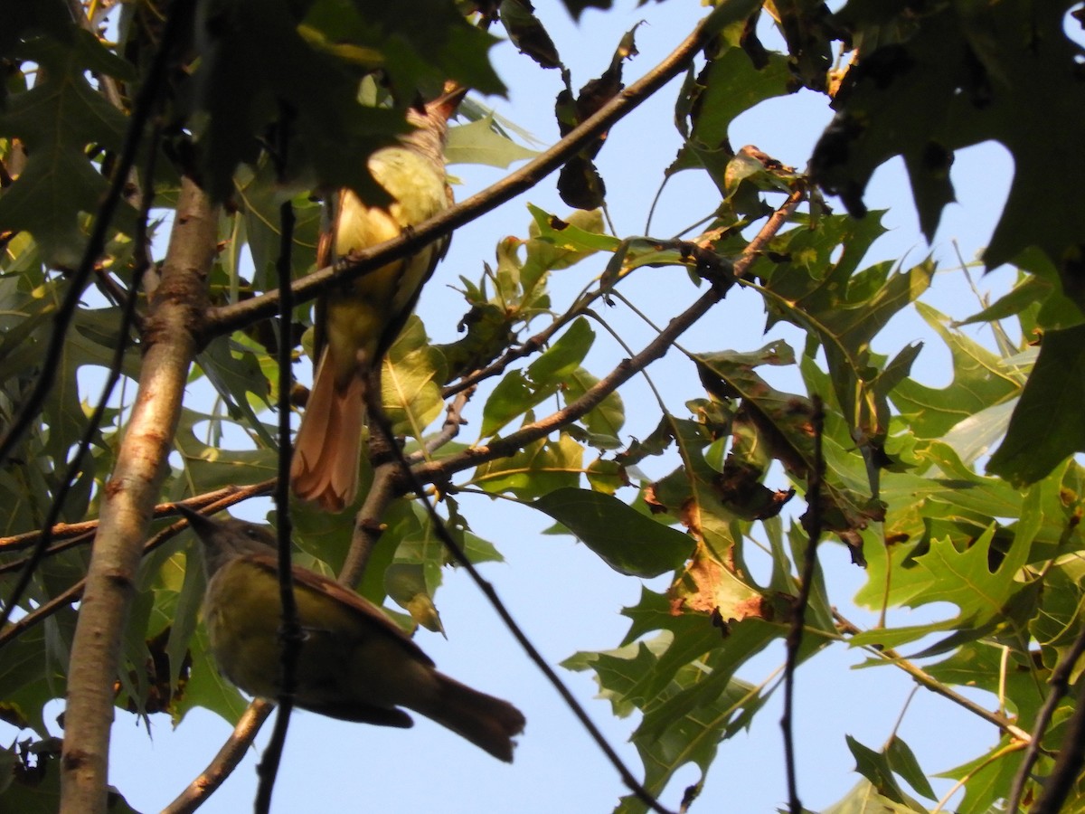Great Crested Flycatcher - ML248368871