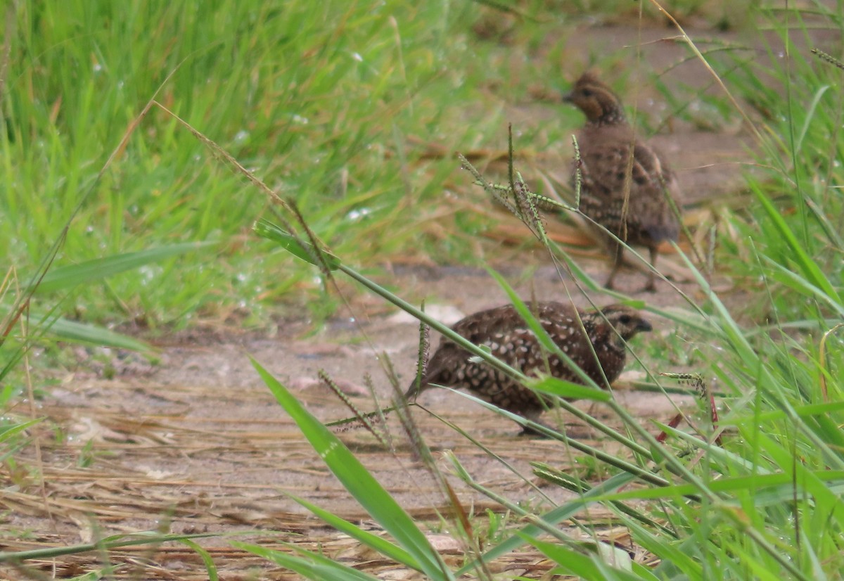 křepel chocholatý - ML248369121