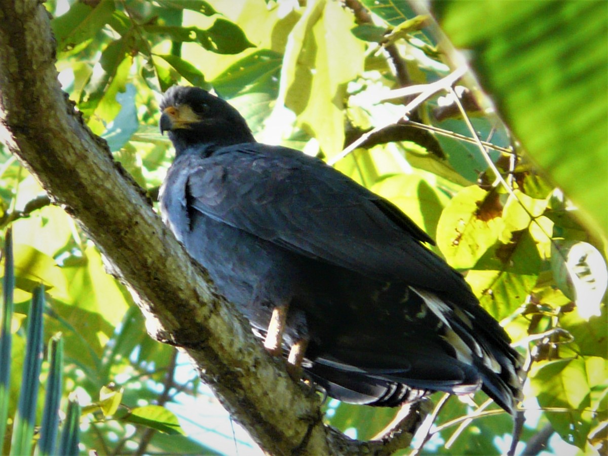 Common Black Hawk - ML248371621