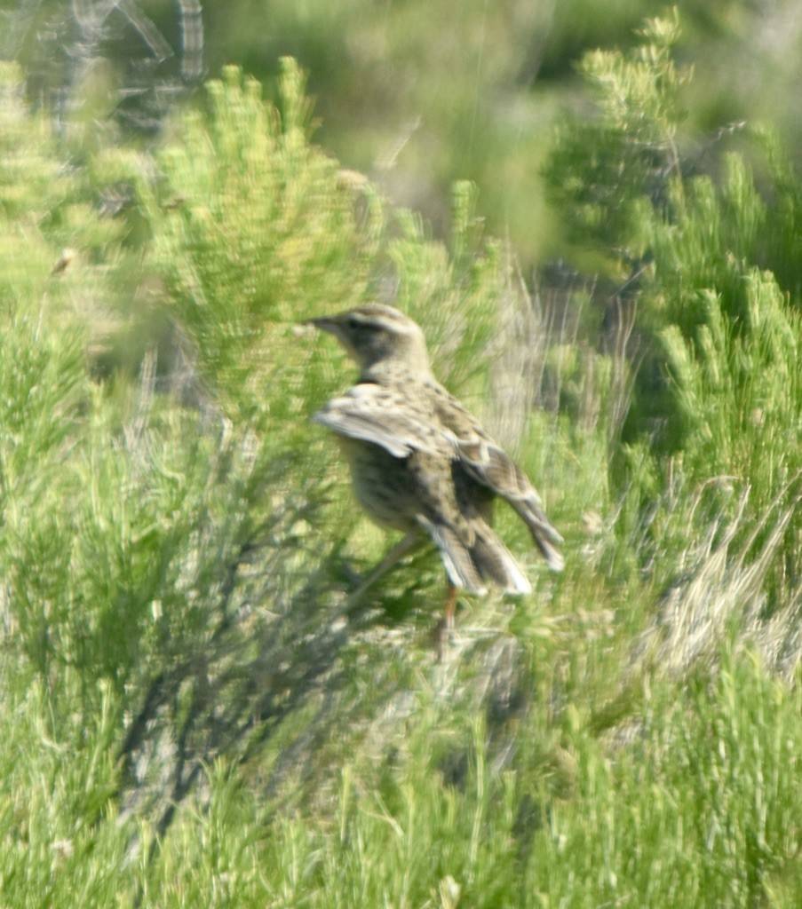Western Meadowlark - ML248373601