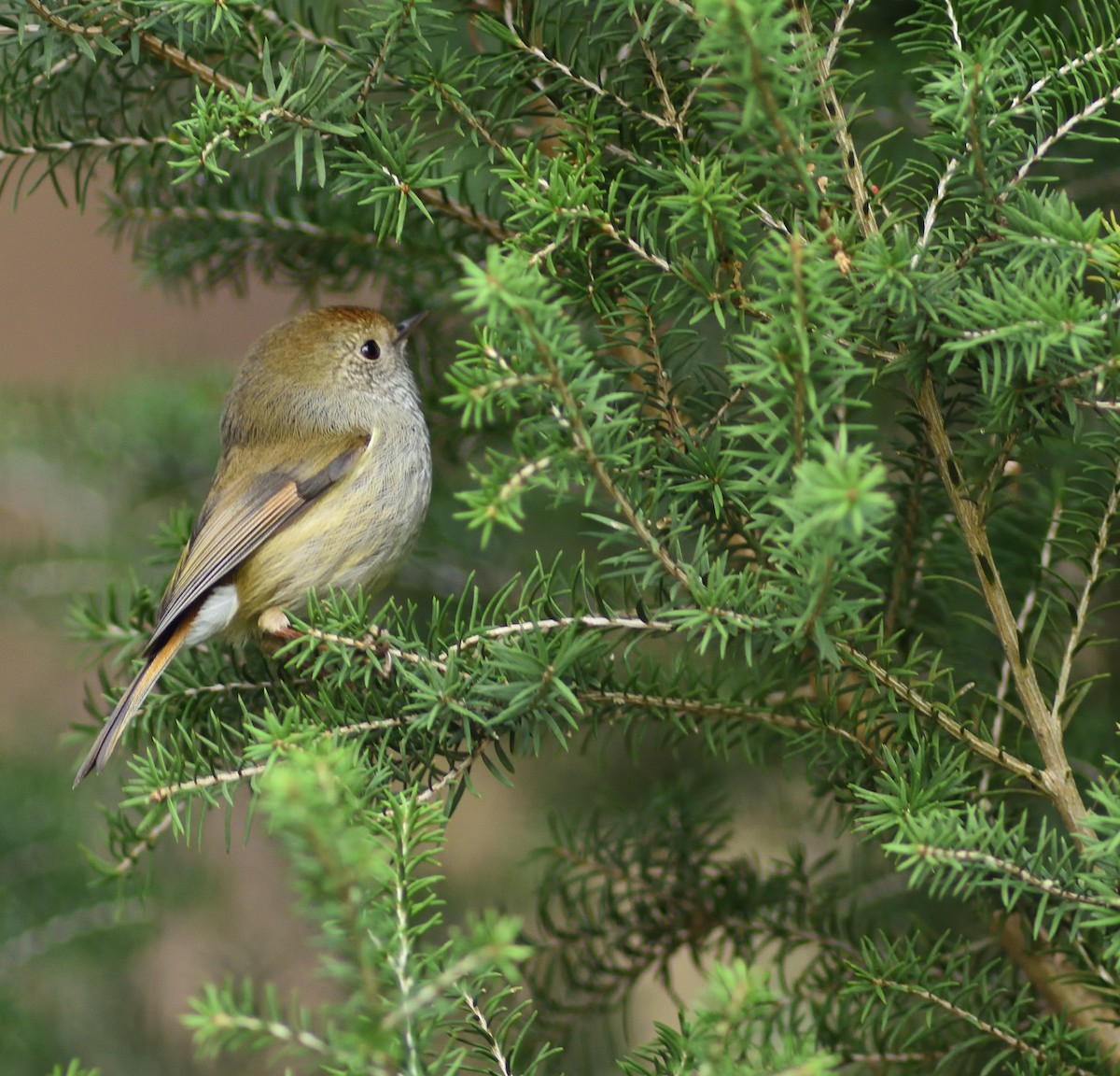 Tasmanian Thornbill - ML248374521