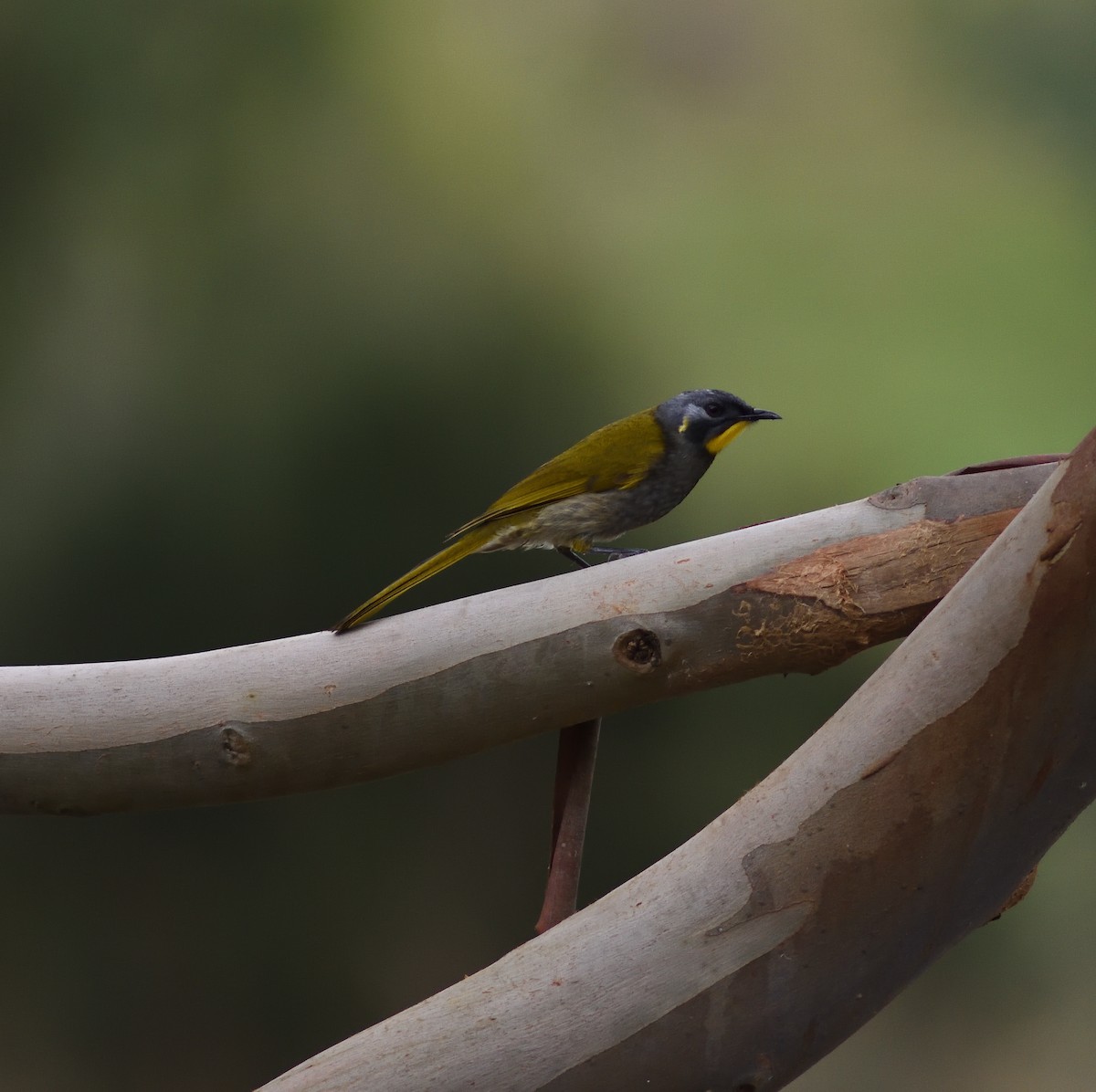 Yellow-throated Honeyeater - ML248374571