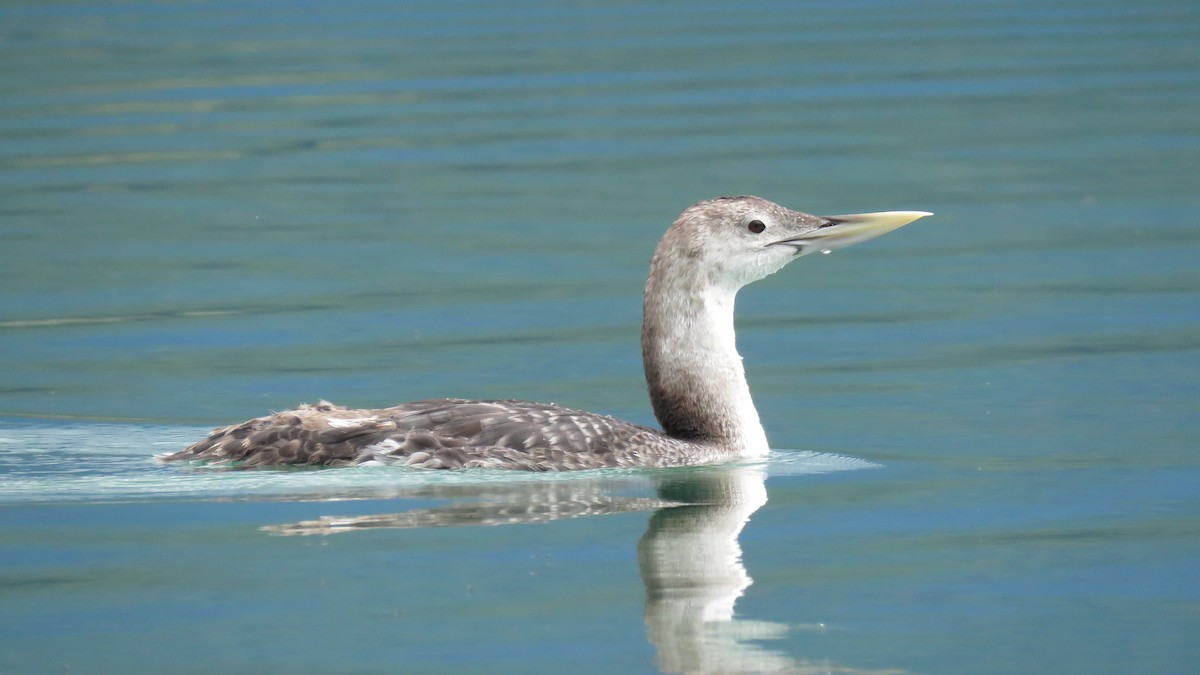 Yellow-billed Loon - ML248376411