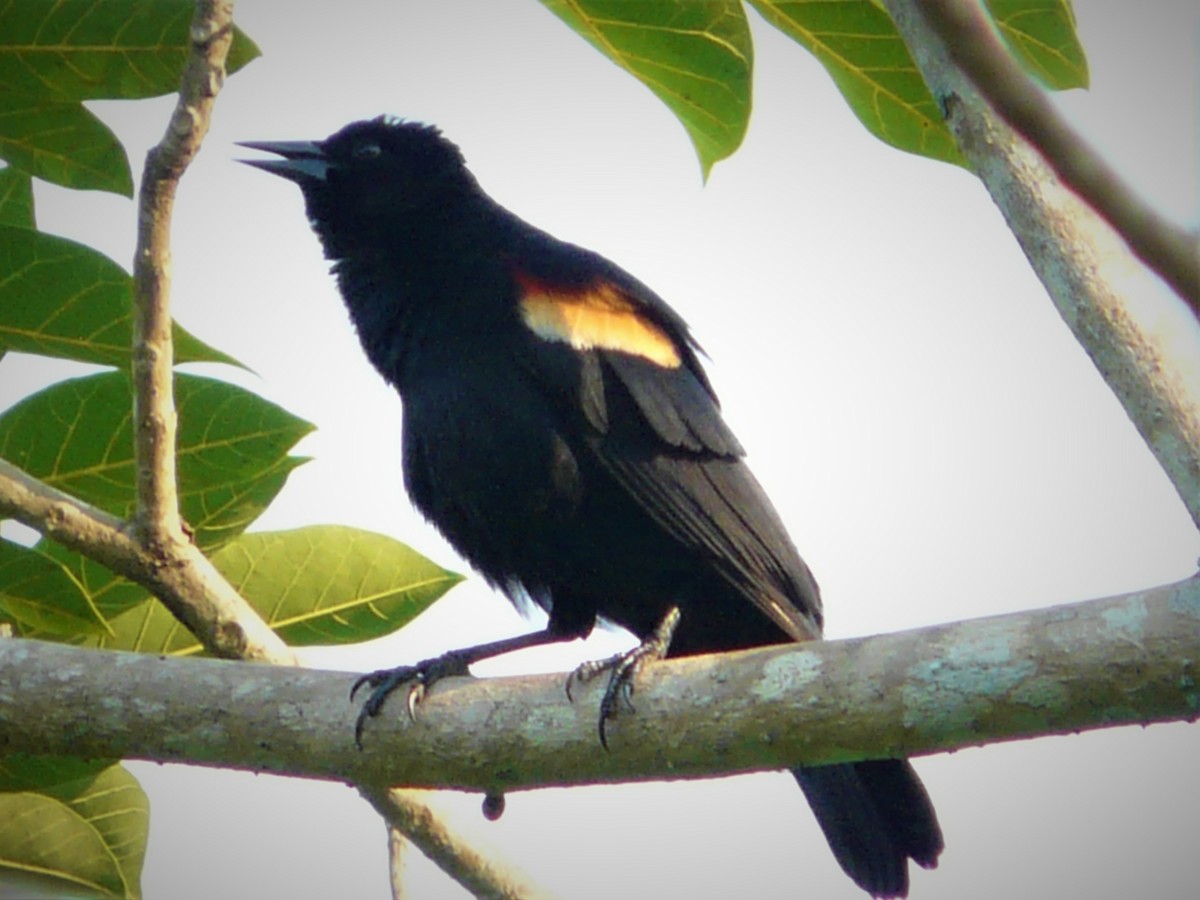 Red-winged Blackbird - ML248376561