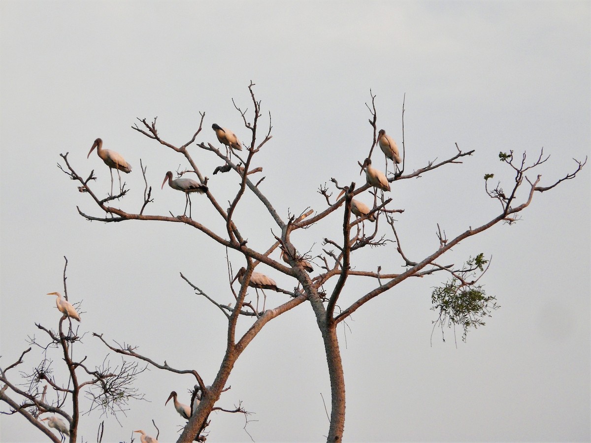 Wood Stork - ML248377101