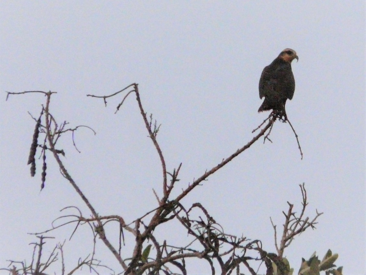 Snail Kite - ML248377121
