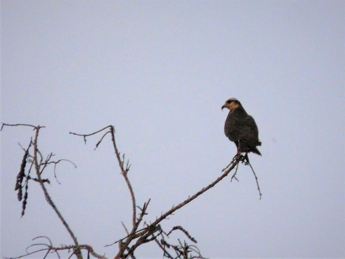 Snail Kite - ML248377131