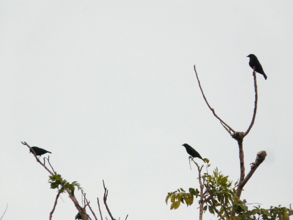 Red-winged Blackbird - ML248377151