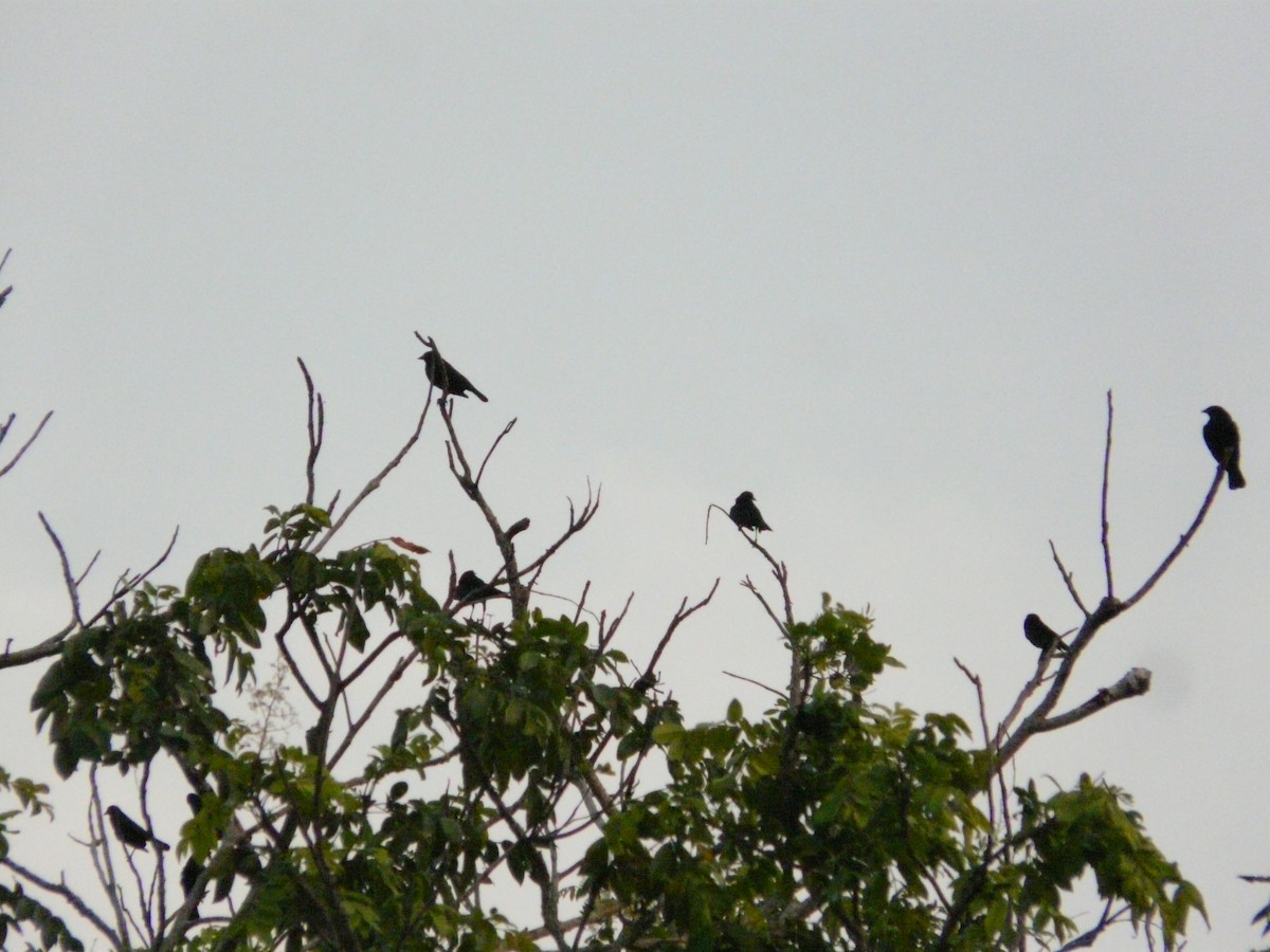 Red-winged Blackbird - ML248377171