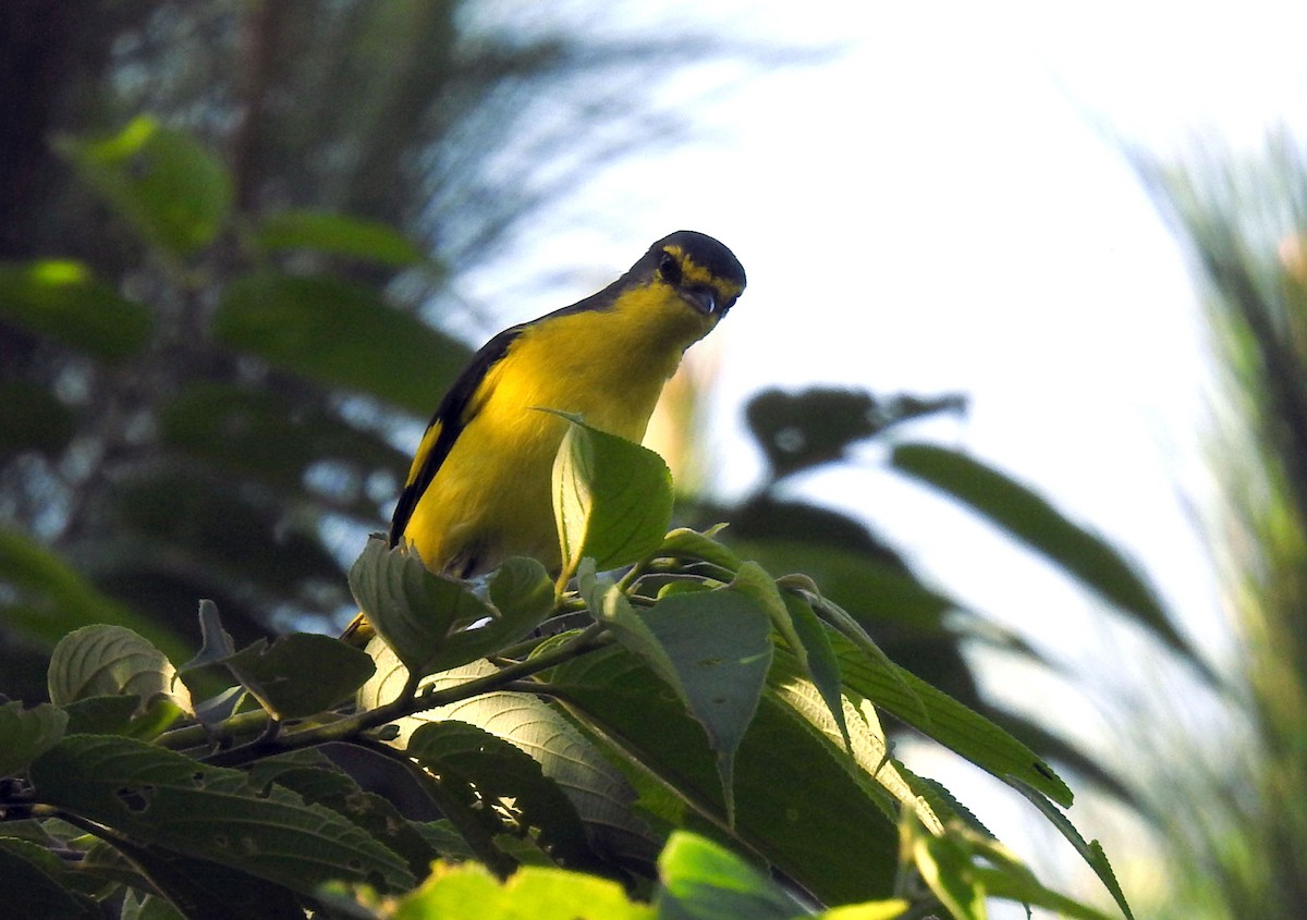 Minivet Escarlata - ML248377301