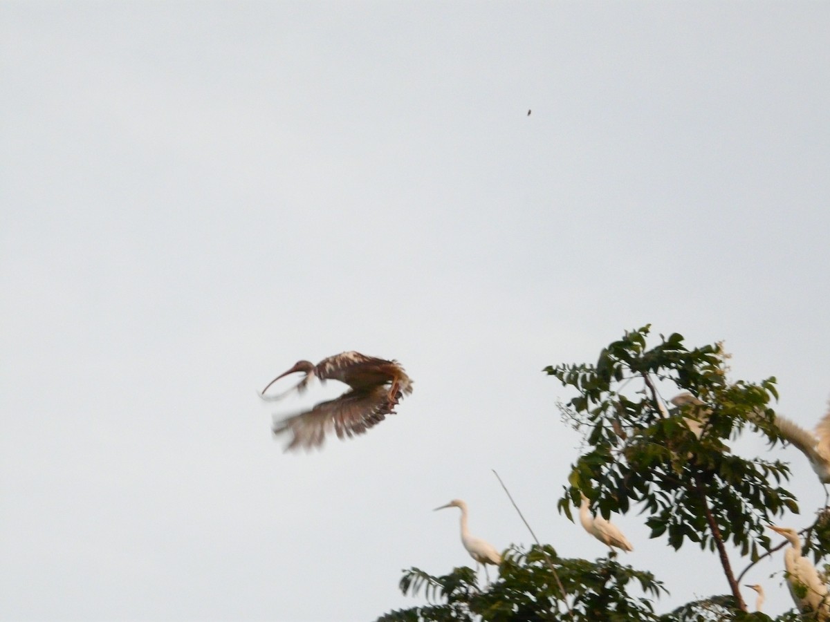 White Ibis - ML248377641