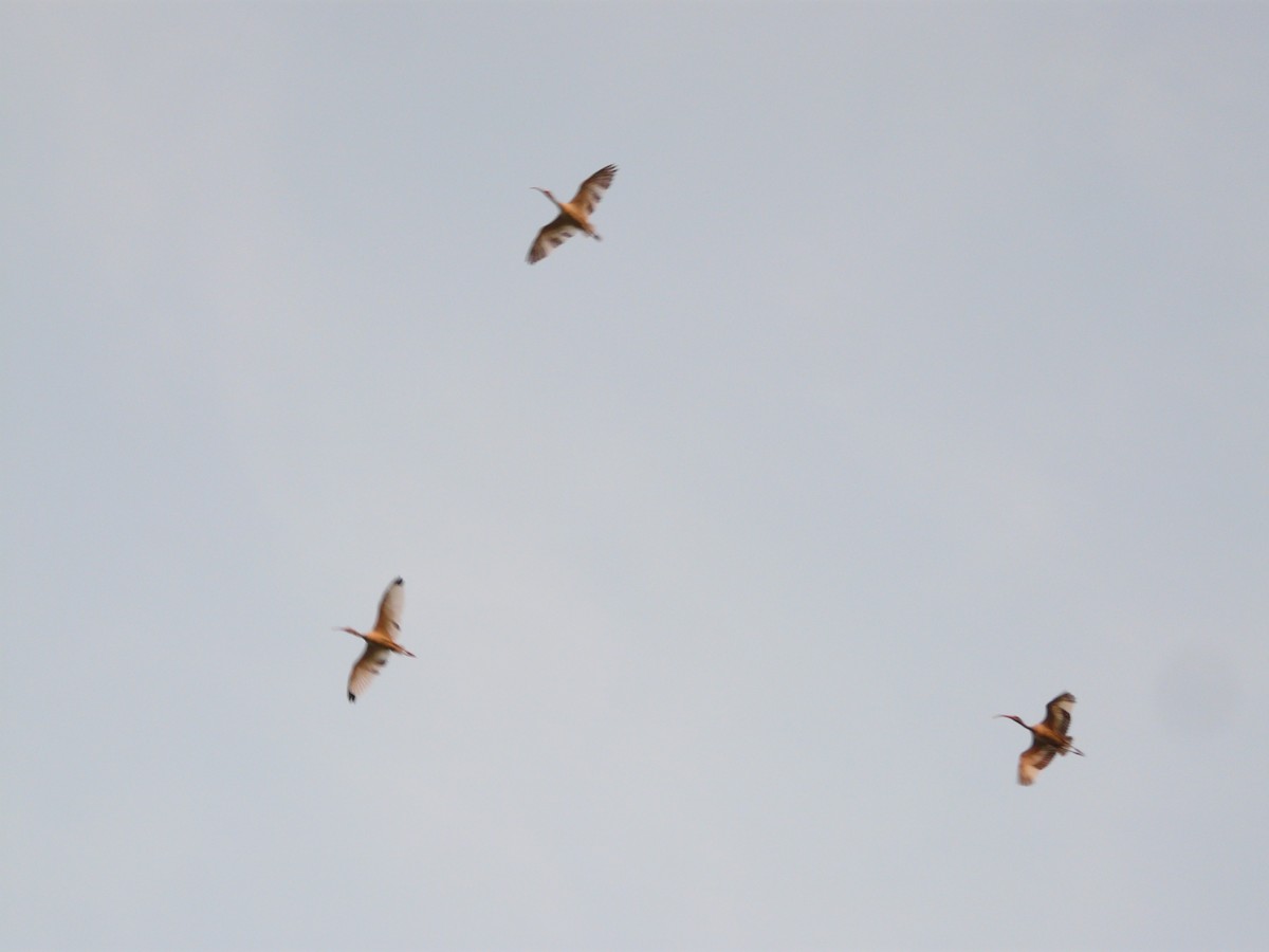White Ibis - ML248377651
