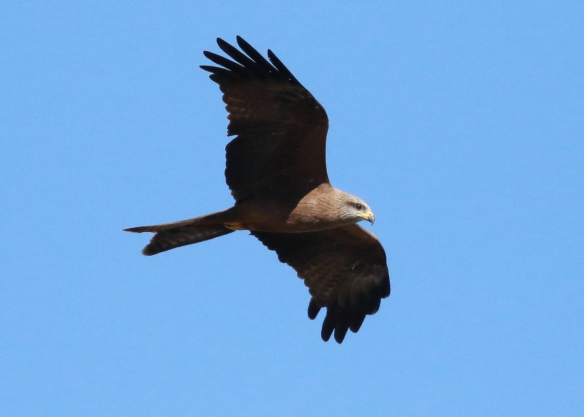 Black Kite - ML248378141