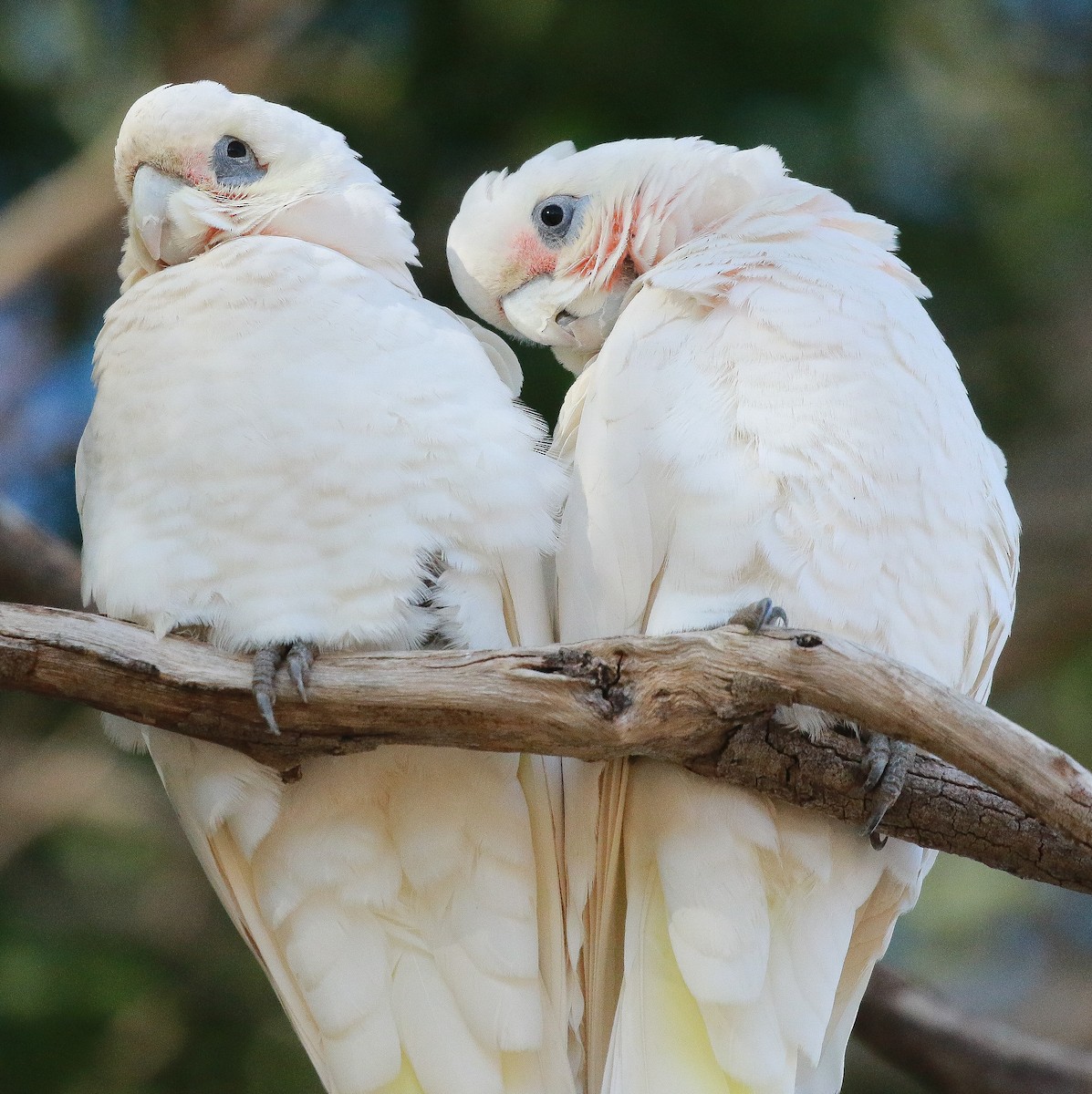 Little Corella - ML248378161