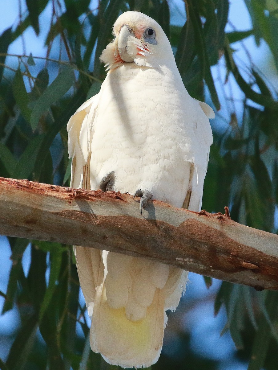 Little Corella - ML248378171