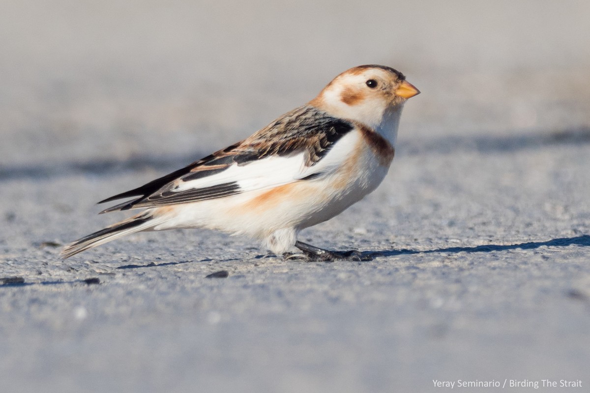 Snow Bunting - Yeray Seminario