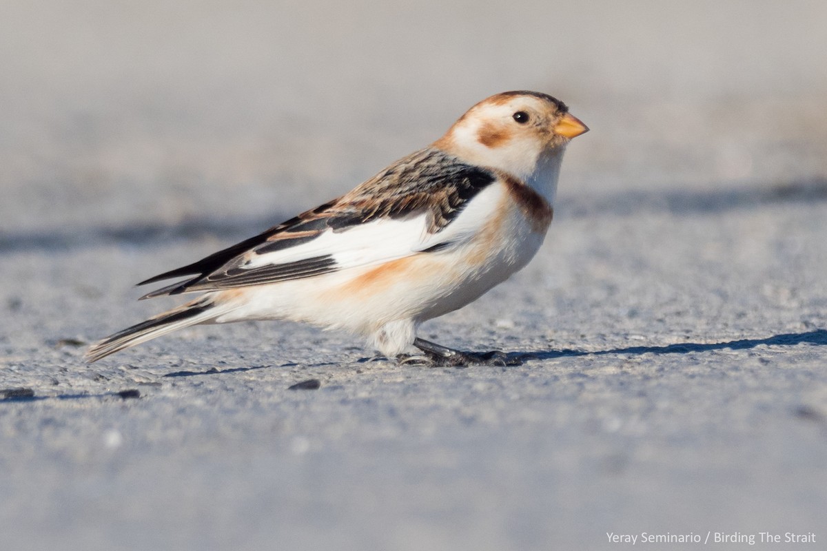 Snow Bunting - ML248378561