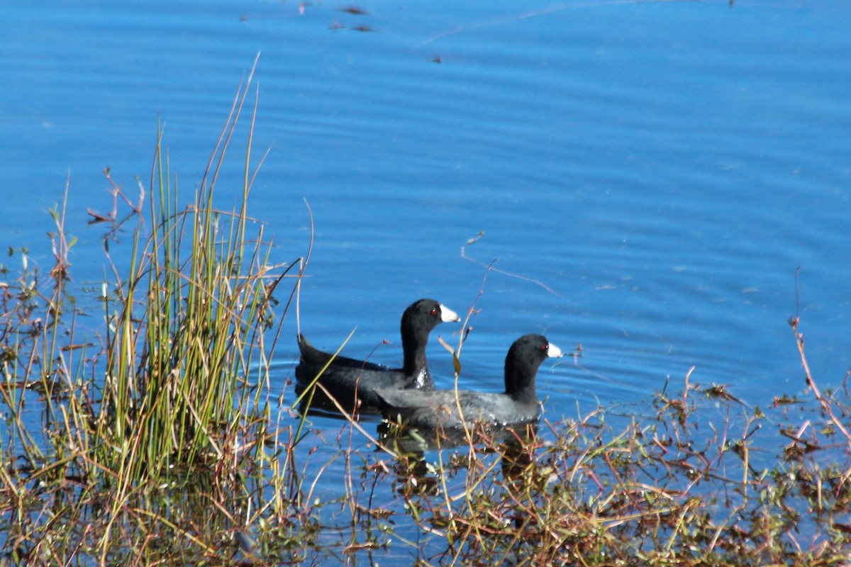 American Coot - ML248378751