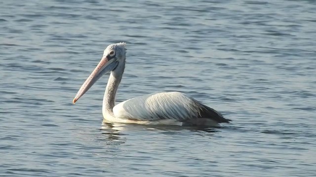 Spot-billed Pelican - ML248379171