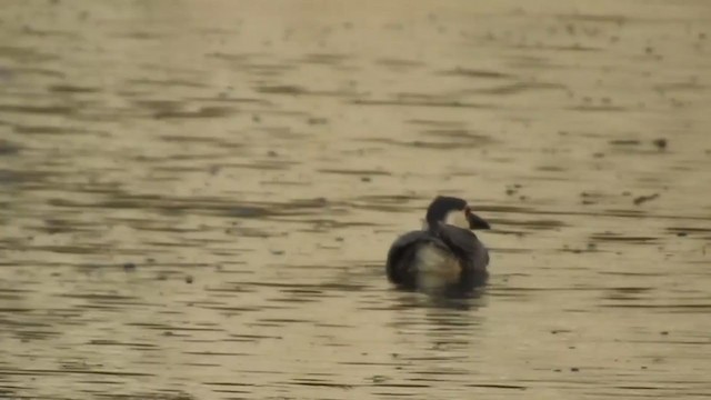 Black-crowned Night Heron - ML248379191